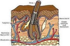 haargroei - hoe werkt het